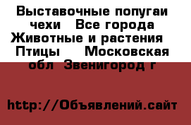 Выставочные попугаи чехи - Все города Животные и растения » Птицы   . Московская обл.,Звенигород г.